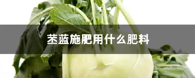 苤蓝施肥用什么肥料