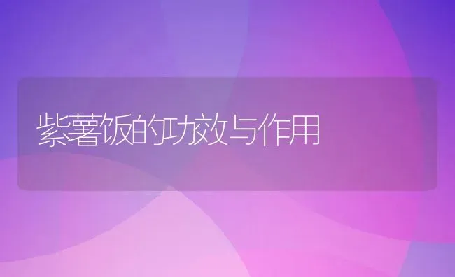 紫薯饭的功效与作用 | 养殖资料投稿