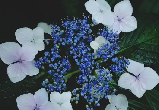 绣球花有毒吗 绣球花为何不开花？