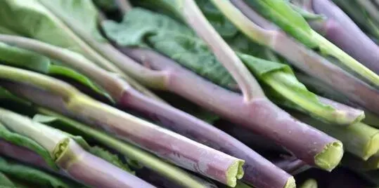 红芥菜的功效和作用 红芥菜的食用禁忌