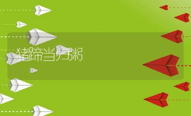 猪蹄当归粥 | 养殖资讯