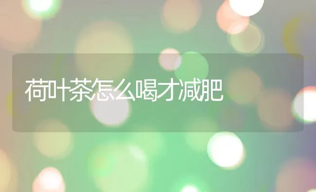 荷叶茶怎么喝才减肥 | 养殖资料投稿