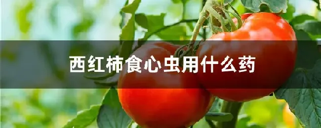 西红柿食心虫用什么药