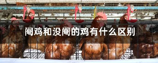 阉鸡和没阉的鸡有什么区别