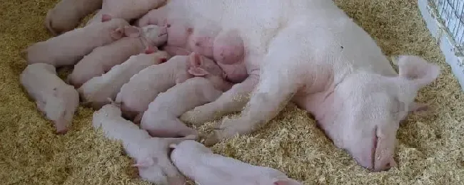 母猪怀孕期间喂什么饲料怀孕母猪可以打口蹄疫苗吗