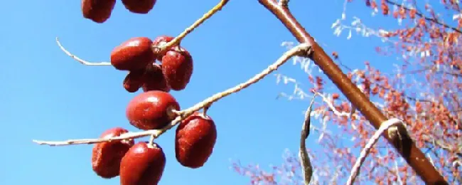 大沙枣是常绿还是落叶植物？