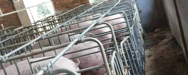 养猪挣钱吗