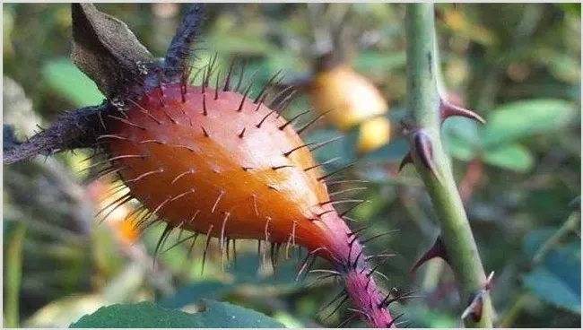 金樱子种植前景怎么样 | 农业养殖资讯