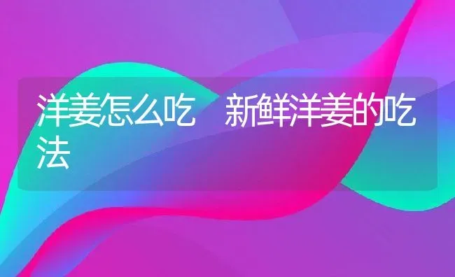 洋姜怎么吃 新鲜洋姜的吃法 | 养殖资料投稿