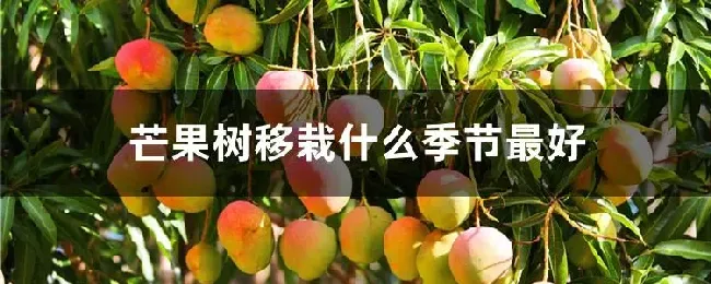 芒果树移栽什么季节最好