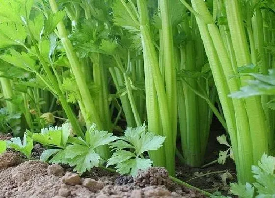 蔬菜|芹菜和香芹菜是一种菜吗