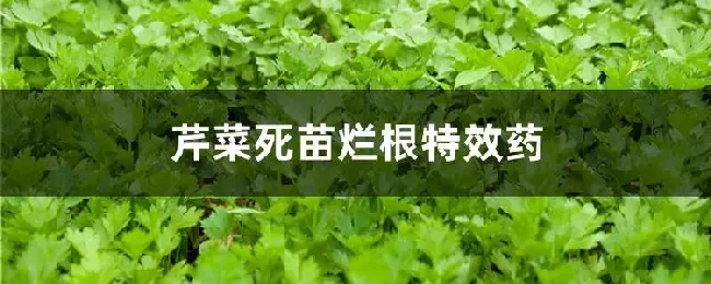 芹菜死苗烂根特效药