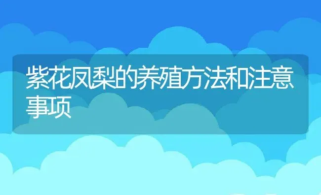 紫花凤梨的养殖方法和注意事项 | 养殖资料投稿