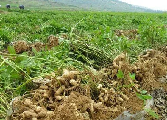 种植前景|花生种植条件及地区 对气候土壤要求