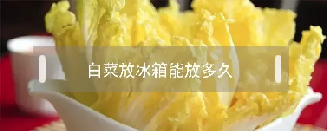 白菜放冰箱能放多久