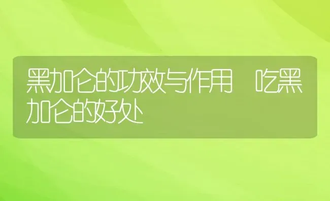 黑加仑的功效与作用 吃黑加仑的好处 | 养殖资料投稿