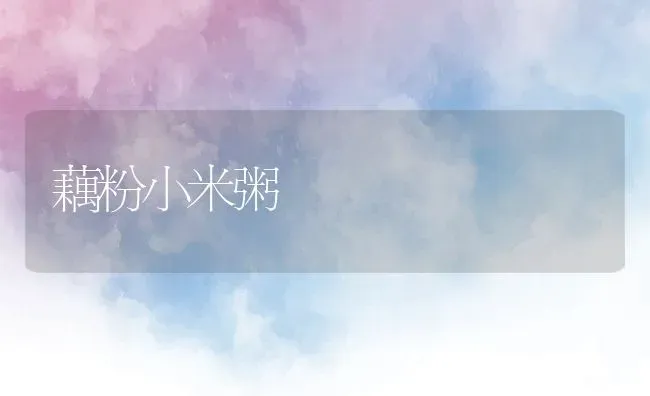 藕粉小米粥 | 养殖资讯