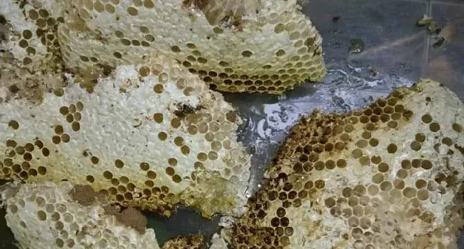 蜂巢价格多少钱一斤？