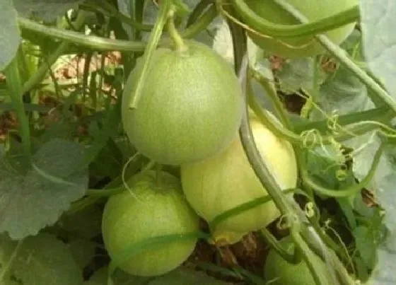 农作物|大棚甜瓜种植技术与管理方法 温室大棚甜瓜栽培要点