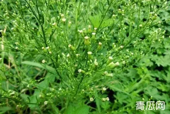 小飞蓬草的功效与作用