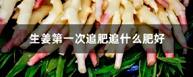 生姜第一次追肥追什么肥好