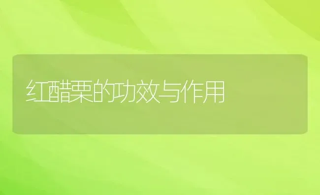 红醋栗的功效与作用 | 养殖资料投稿