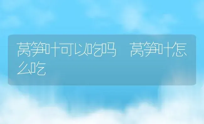 莴笋叶可以吃吗 莴笋叶怎么吃 | 养殖资料投稿