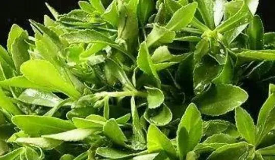 救心菜的功效与作用 有哪些禁忌
