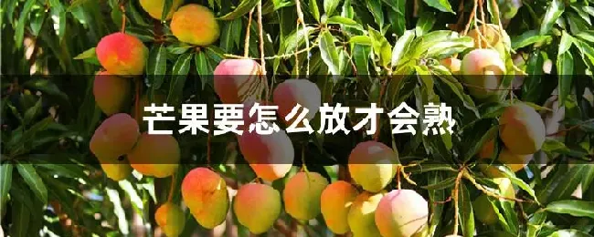 芒果要怎么放才会熟