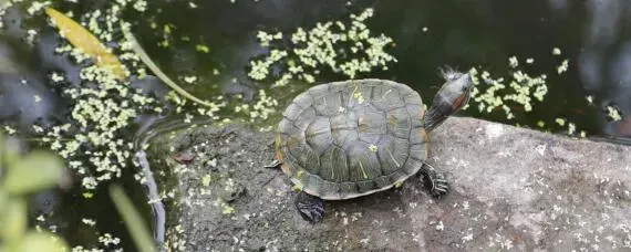 为什么珍珠鳖养不活