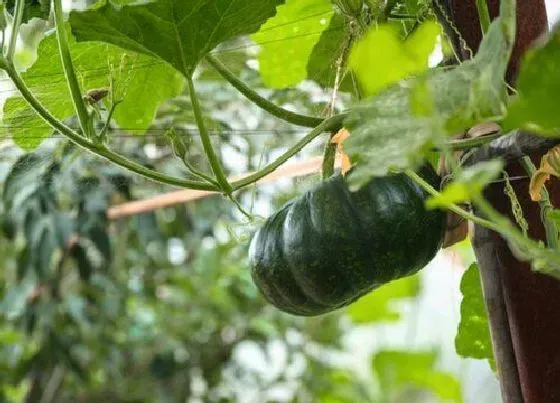 蔬菜|黄泥土地适合种植什么蔬菜 适合黄土栽种的蔬菜