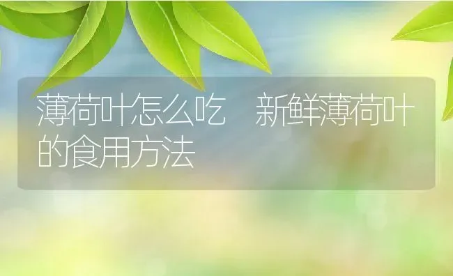 薄荷叶怎么吃 新鲜薄荷叶的食用方法 | 养殖资料投稿