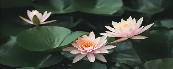 睡莲种子怎么发芽快