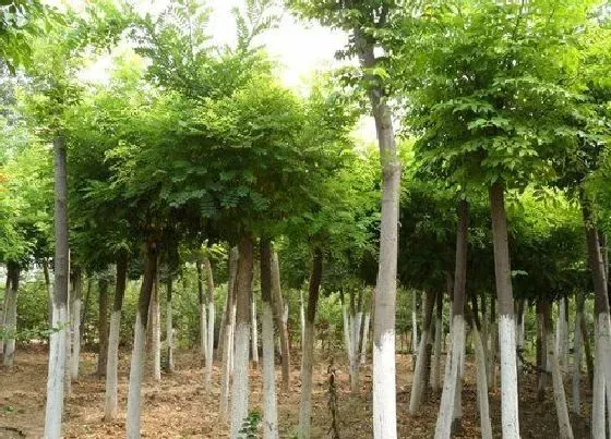 树木|宁夏适合种什么树 宁夏常见树种有哪些