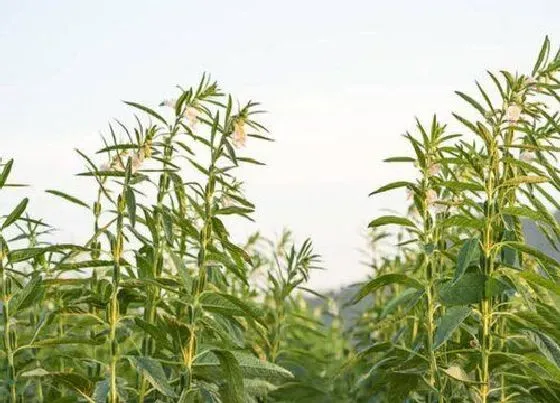 种植前景|种植芝麻赚钱吗 种植成本和利润