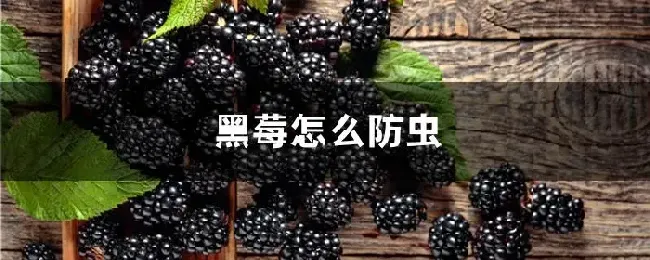 黑莓怎么防虫