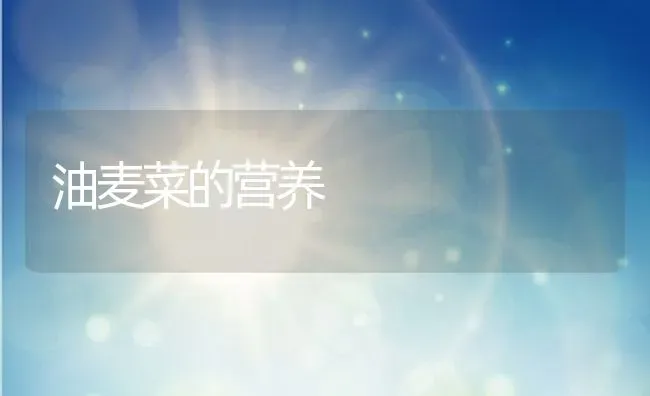 油麦菜的营养 | 养殖资料投稿