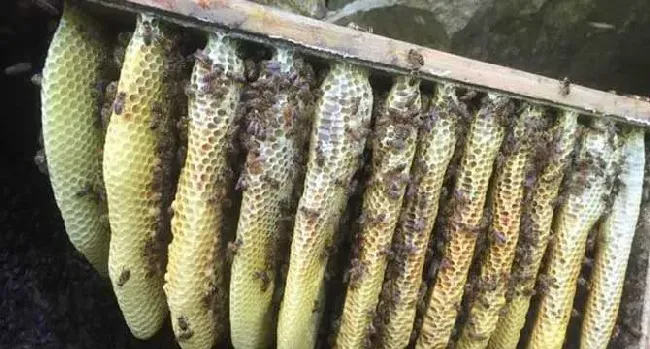 蜂巢价格多少钱一斤？