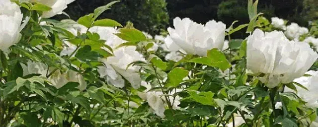 菊花什么季节开