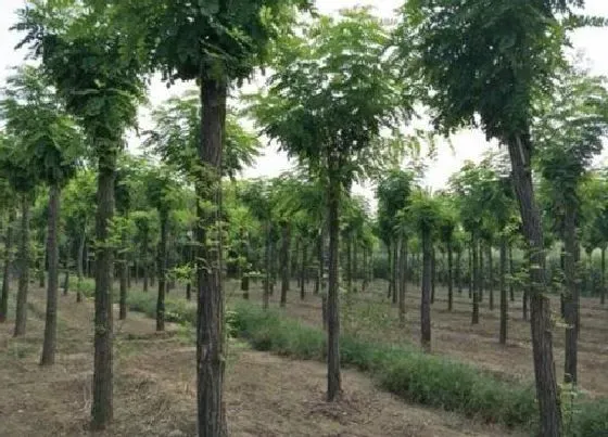 树木|宁夏适合种什么树 宁夏常见树种有哪些