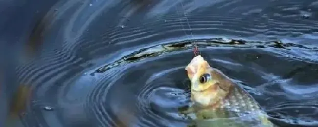 夏天钓鲫鱼的最佳时间及方法？