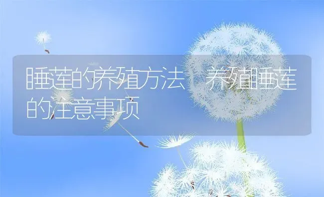 睡莲的养殖方法 养殖睡莲的注意事项 | 养殖资料投稿