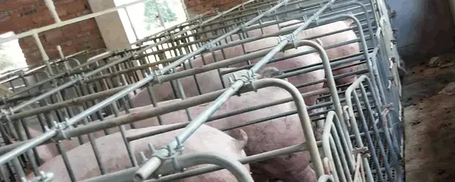 养猪挣钱吗