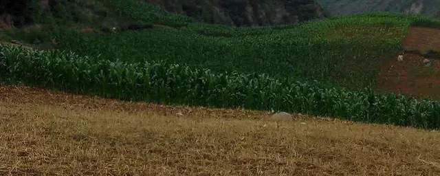 玉米纹枯病的防治措施