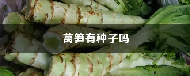 莴笋有种子吗