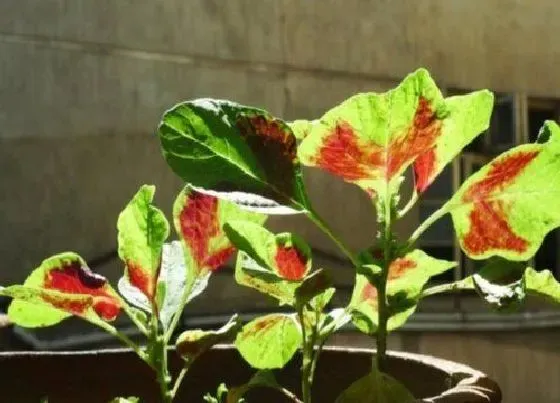 蔬菜|红苋菜是什么菜