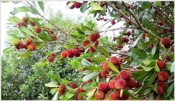 南方地区种植什么水果有前景？这三种市场需求量大！ | 热门养殖项目