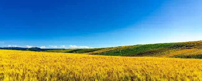 小麦锈病用什么农药