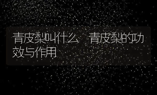 青皮梨叫什么 青皮梨的功效与作用 | 养殖资料投稿