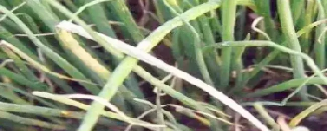 大葱霜霉病特效药